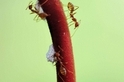 赫蕉上的螞蟻