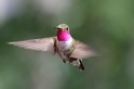 小小蜂鳥能看見人類無法想像的色彩