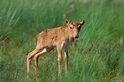 長相奇特的「長鼻子羚羊」湧現嬰兒潮，為極危物種帶來希望
