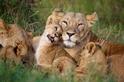小獅與媽媽