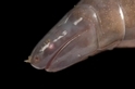 這種貌似蚯蚓的兩生類可能有帶毒的唾液