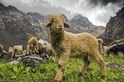 喜馬拉雅山的綿羊