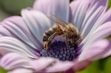 歐洲審計院：歐盟未能善盡保護蜜蜂的責任 大開禁用農藥後門