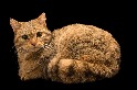 家貓祖先的遺骸出現在波蘭的洞穴中──離家3218公里遠！