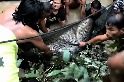 「沼澤之王受困啦！」村民聯手救起重達200公斤的巨鯰