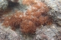 研究登國際期刊：大潭藻礁擁有保育類珊瑚穩定族群 環團再度籲三接遷址