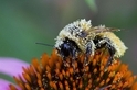 沾滿花粉的蜜蜂