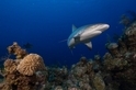 跨58國水下調查：鯊魚在19%珊瑚礁中功能性滅絕