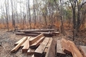穿著制服的盜伐集團 官商聯手摧毀柬埔寨保護區林地