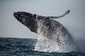 因疫情而安靜的海洋可望讓鯨魚「紓壓」並改善健康