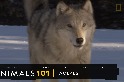 101動物教室：狼