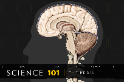 101科學教室：透視大腦奧祕！