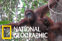 婆羅洲紅毛猩猩的生存狀況令人擔憂