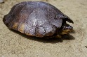 名列前25大瀕危龜種 研究：近15年仍有上千菲律賓粗頸龜遭走私