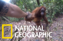 印尼叢林中的「黏人」紅毛猩猩