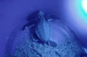 第三季鯨豚及海龜擱淺報告 海龜救援72件創五年新高