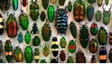 酷知識測驗：真的「甲」不了的甲蟲酷知識