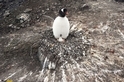 南極，巴布亞企鵝