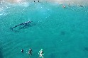 超吸睛灰鯨寶寶現身加州海灘！