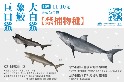 巨口鯊、大白鯊、象鮫正式禁捕 象鮫族群趨勢止跌無力 列優先保育