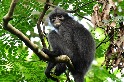 科學家從糞便提取DNA 鑑定出三種新種瀕危葉猴 踏出保育第一步
