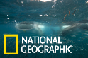 非洲馬菲亞島海域的「宅」鯨鯊