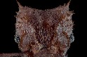切葉蟻身披昆蟲中前所未見的礦物結晶盔甲！