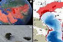 研究：氣候變遷將導致裏海大幅縮水 瀕絕海豹與地緣政治同陷困境