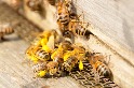 從蜜蜂飼料救蜂群 科學家研發富含營養的花粉替代品 美國養蜂業樂見
