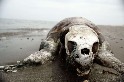 死去的海龜