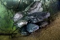 「食鴿巨鯰」正嚴重破壞歐洲河川生態系