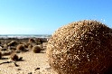海草球中有奧祕 研究：地中海海草床每年「收集」近9億件塑膠垃圾