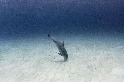 在海底進食的海豚