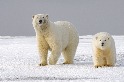 暖化讓動物也「過勞」 研究：北極熊、獨角鯨花四倍力氣求生存