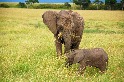 小象與媽媽