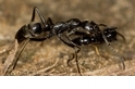 新發現：螞蟻竟會在戰場上救援傷兵