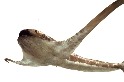 帶有鬼蝠魟「翅膀」的類鯊魚化石是前所未見的物種