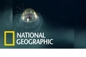 跟NOAA科學家一起觀察美麗的深海水母