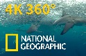 4K 360° VR臨場體驗：一頭栽入瘋狂搶食的鯊魚群！