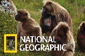 這個社區如何保護世界上唯一的「食草猴」？