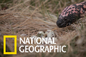 面對氣候變遷，美麗的吉拉毒蜥能存活嗎？