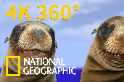 4K 360° VR：與加拉巴哥海獅面對面！