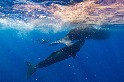 追蹤鯨魚文化：攝影師如何記錄這些智慧生物的行為？