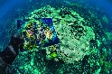 搶救脆弱的珊瑚礁