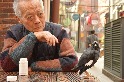 老人與鳥