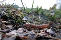 學界首次通盤調查 農藥影響蚯蚓等重要土壤小生物