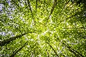 終止毀林新模式 英美挪威組「樹葉聯盟」 募10億美元護熱帶森林