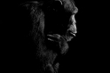 黑猩猩的肖像