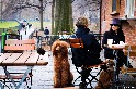 中央公園的狗狗時光