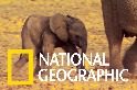 大象不分國界，保育也該如此